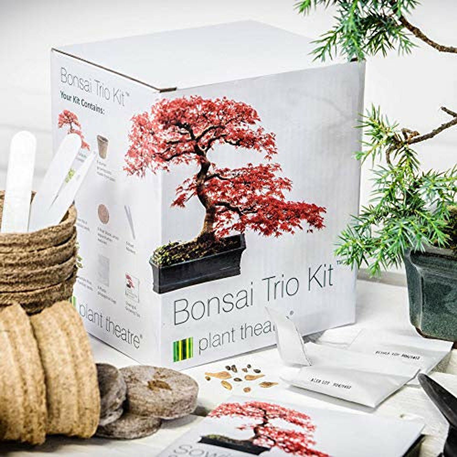 flaschengarten mit bonsai Flaschengarten DIY Set No19 Asparagus setaceus x Fittonia –  pflanzen-im-glas.de main image 1