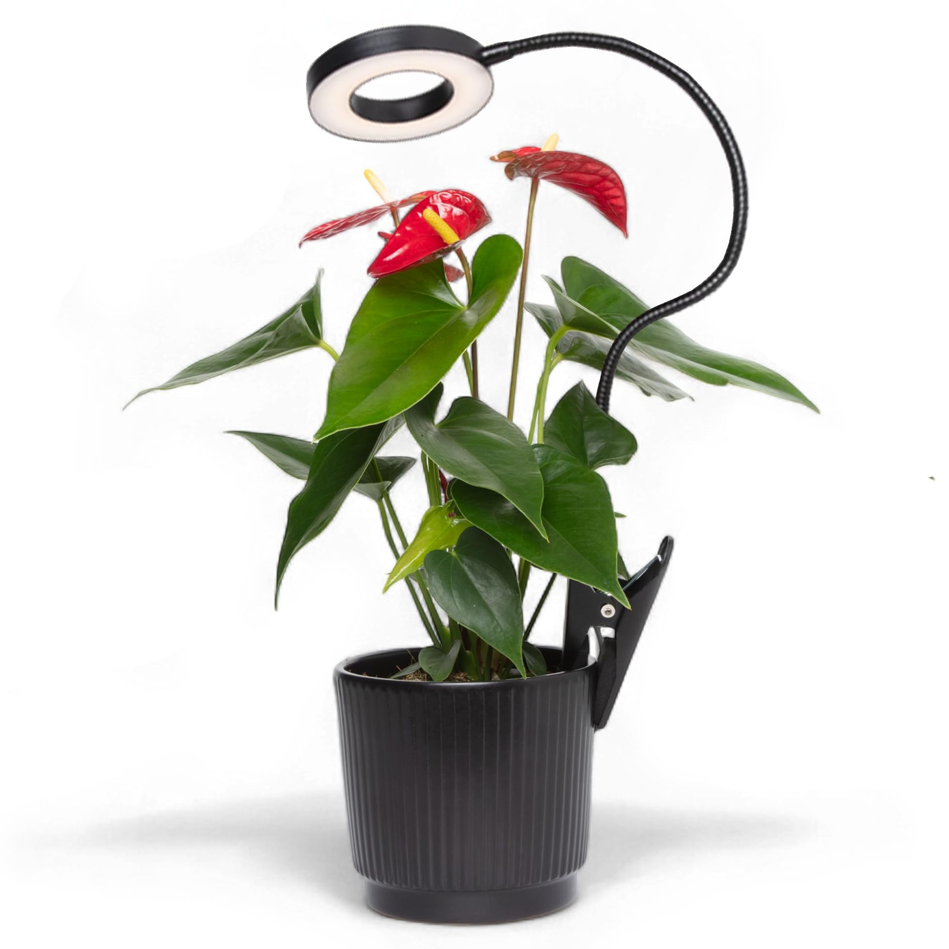 Full Spectrum LED Grow Light with Timer & Gooseneck for Houseplants & Seedlings