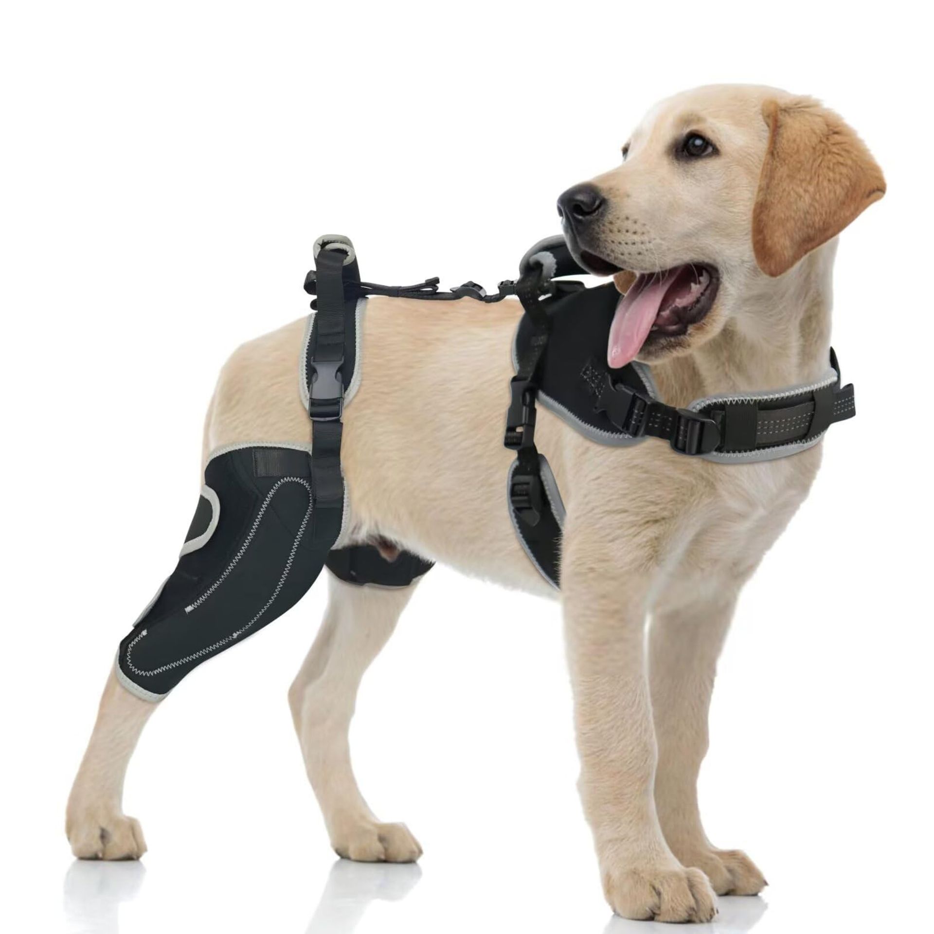 Dog Knee Brace for Torn ACL/CCL Hind Leg Adjustable Non-Slip Support Pain Relief & Recovery - Right Leg M