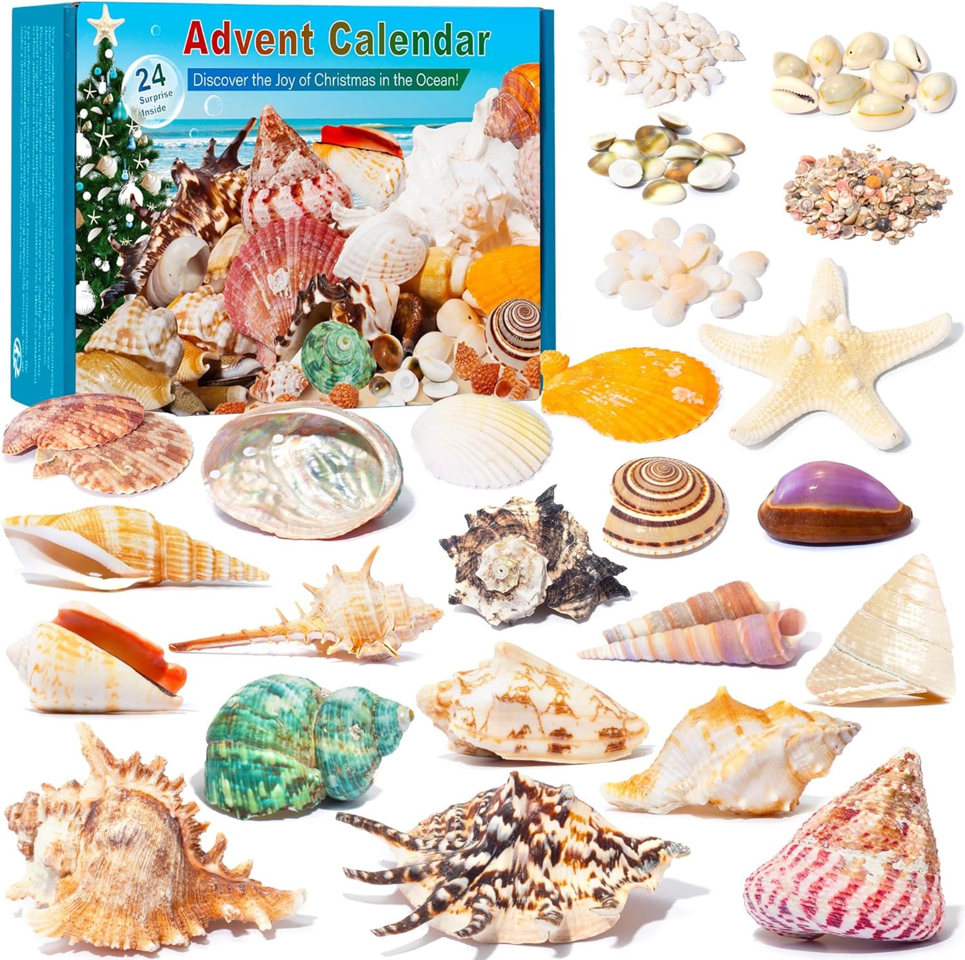 Advent Calendar - Seashell for Kids with 24 Days Christmas Countdown Surprises, Marine Shell, Scallop and Starfish for Learning